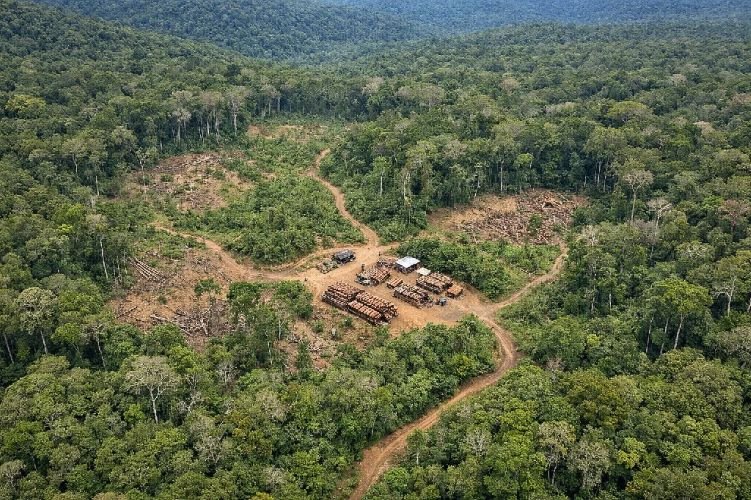 Illegal logging detection and monitoring using satellite surveillance for forest protection