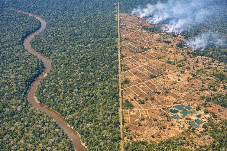 Deforestation monitoring using forest satellite imagery