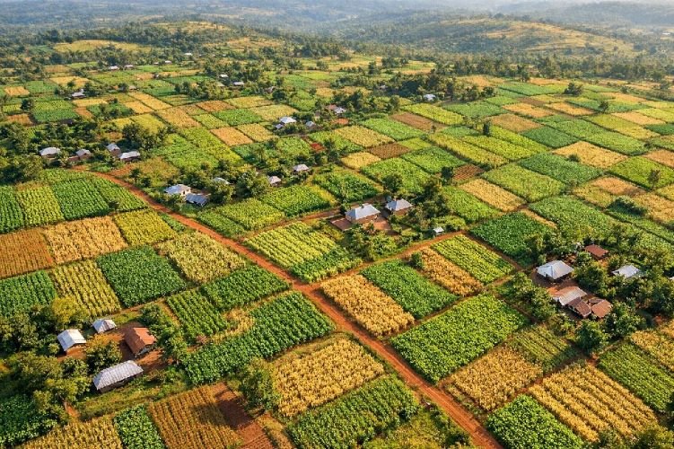 satellite detection of Striga in maize fields